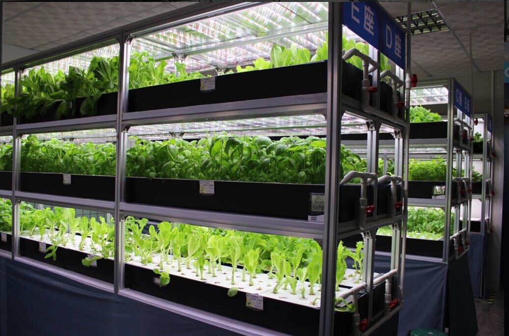 无土栽培日志（生菜）